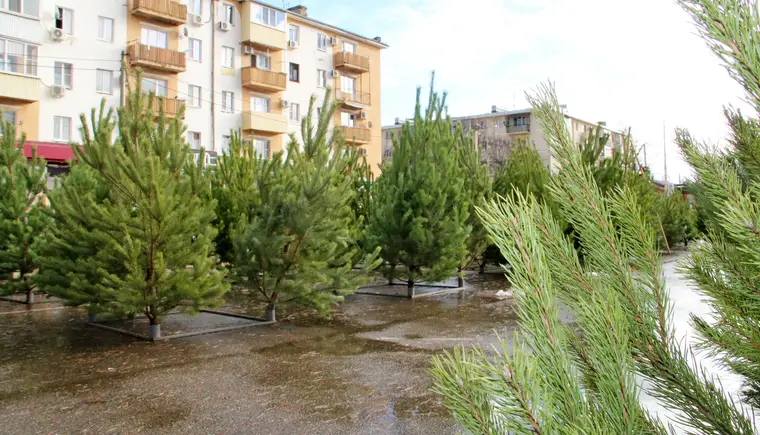 Новогодние уральские ели, удмуртские сосны и пихты из Дании можно купить в Кропоткине