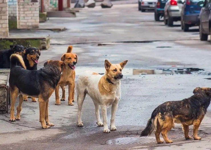 С 17 мая 2021 года в Кропоткине пройдут мероприятия по отлову бездомных собак