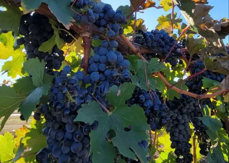 По итогам окончания сезона сбора урожая "Фанагория" приняла на переработку более 36 тысяч тонн винограда