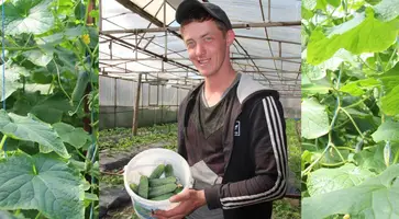 Виктор Терновой из станицы Дмитриевской третий год выращивает овощи в своем тепличном хозяйстве