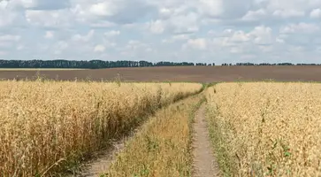 Конфликт в семье фермеров перерос в голодовку