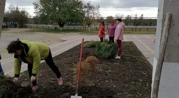 Работники Дома культуры поселка им.М.Горького высадили более 15 кустов можжевельника