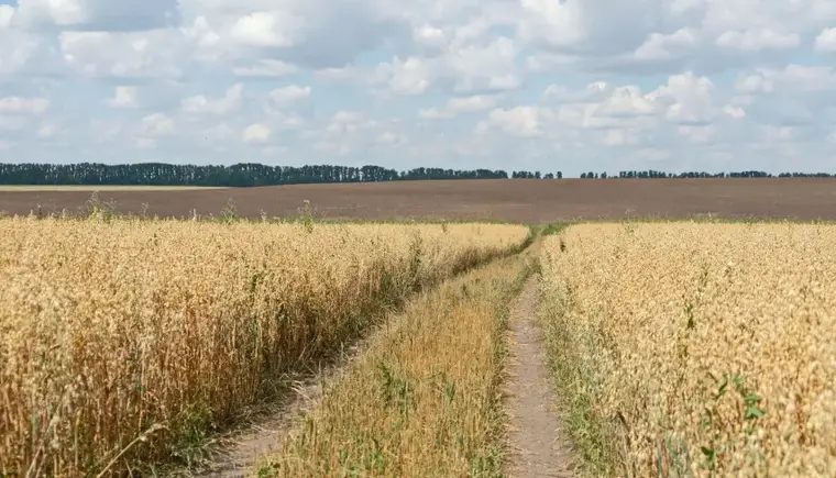 Конфликт в семье фермеров перерос в голодовку