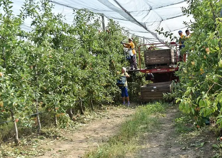 В Краснодарском крае с начала года собрано более 8,8 тыс. тонн фруктов и ягод