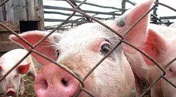 Африканская чума свиней: опасность остается