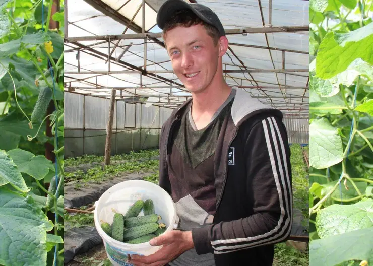 Виктор Терновой из станицы Дмитриевской третий год выращивает овощи в своем тепличном хозяйстве
