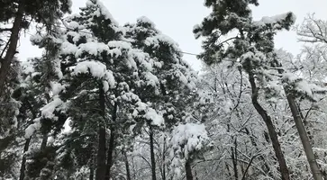 Кропоткин в снежном убранстве
