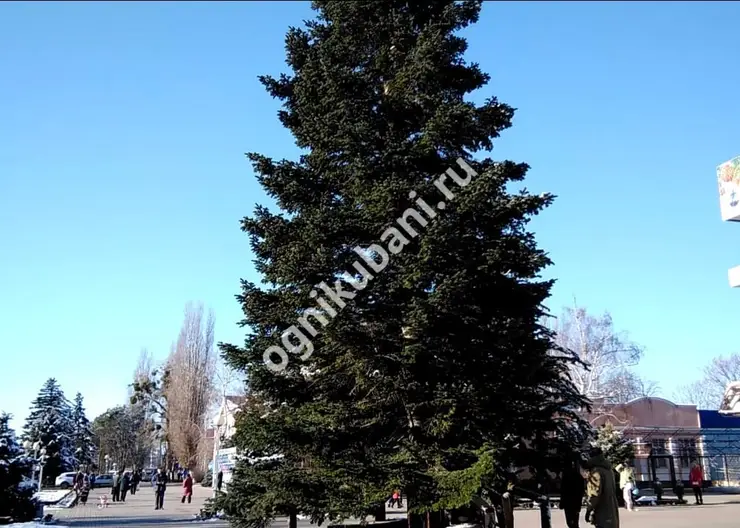 Новогодняя елка сегодня украсила главную площадь Кропоткина