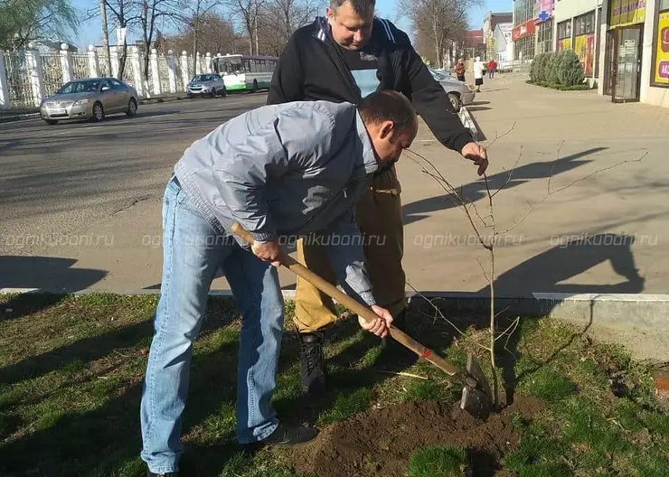 В Кропоткине высадили 175 саженцев деревьев