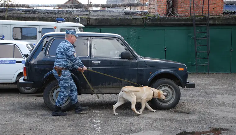 21 июня в нашей стране отмечается День кинолога