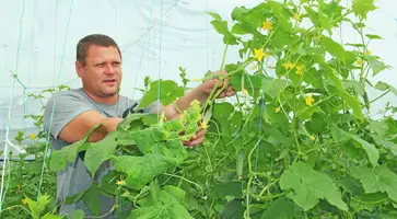 Овощи, выращенные в теплице стали основным источником дохода в семье автооценщика из Дмитриевской Михаила Расихина
