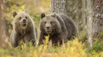 В Сочи два диких медведя насмерть задрали 11-летнего ребенка