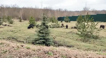 Лес важно не только сохранять, но и приумножать, потому лесокультурный фонд Кавказского лесничества постоянно пополняется молодняком