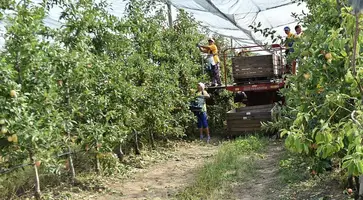 В Краснодарском крае с начала года собрано более 8,8 тыс. тонн фруктов и ягод