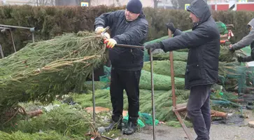 В Кропоткине открываются елочные базары