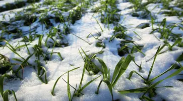 Обильный снегопад благотворно влияет на озимые