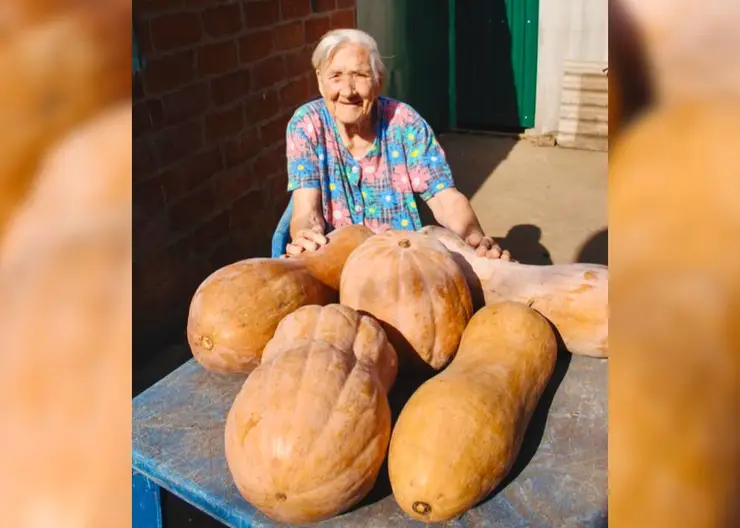 97-летняя жительница станицы Кавказской Мария Зайцева собрала на своем огороде более полтонны тыквы