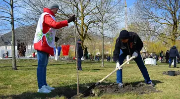 Порядка 70 тысяч деревьев высажено на Кубани в рамках акции «Сад памяти»