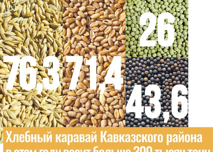 За последние пять лет общая сумма субсидий в отрасль АПК Кавказского района составила 682 миллиона рублей