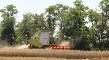 На сельхозполях Мирского механизаторы приступили к обмолоту пшеницы