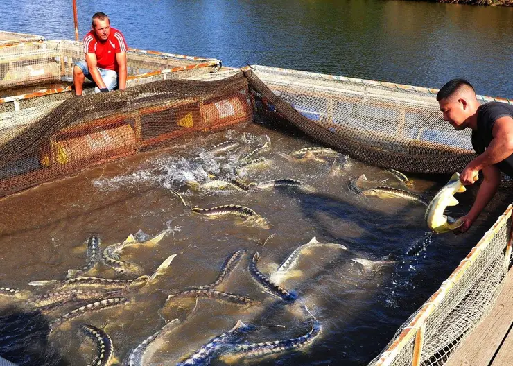 Развитие аквакультуры в Краснодарском крае помогает сохранить символ богатства и щедрости России — осетровые породы рыб