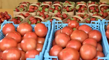 Фермерам Кубани помогут реализовать сельхозпродукцию