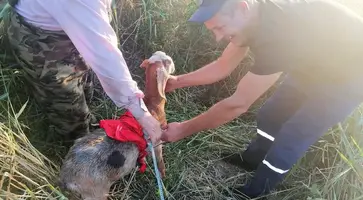 В станице Казанской козлик Пик провалился в колодец