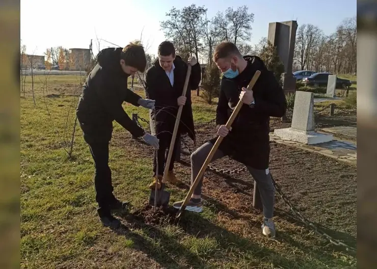 Двадцать пять саженцев липы высадили у патриотического мемориала в станице Темижбекской