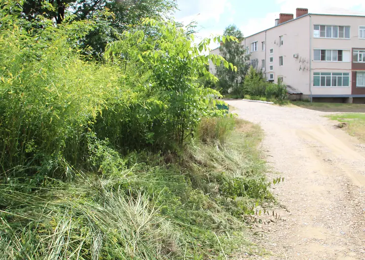 Жители дома №9 по проезду Мопровскому обратились в редакцию с вопросом: кто должен косить траву на пустыре?