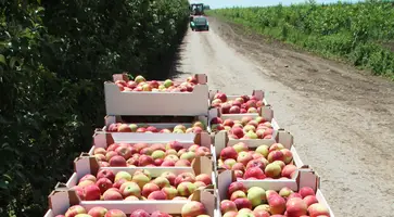 В садах ООО «Мичурина» идет сбор первого раннего яблока «Женева»