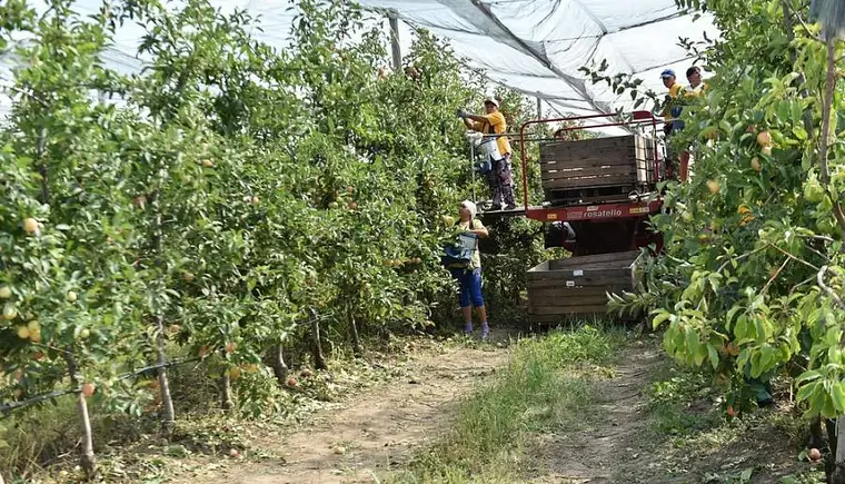 В Краснодарском крае с начала года собрано более 8,8 тыс. тонн фруктов и ягод