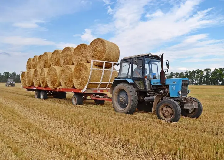 Параллельно с уборкой зерна в Кавказском районе идет заготовка кормов для крупнорогатого скота