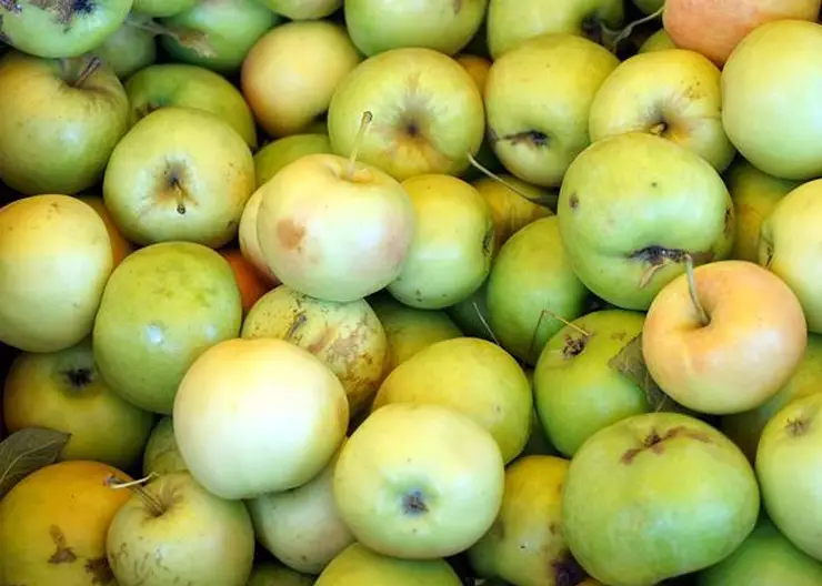 В Кавказском районе уничтожили более 120 кг санкционных яблок