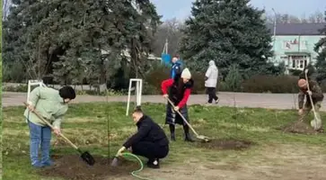 Крупнолистные липы в память об участниках Великой Отечественной войны посадили в пос. им. Максима Горького