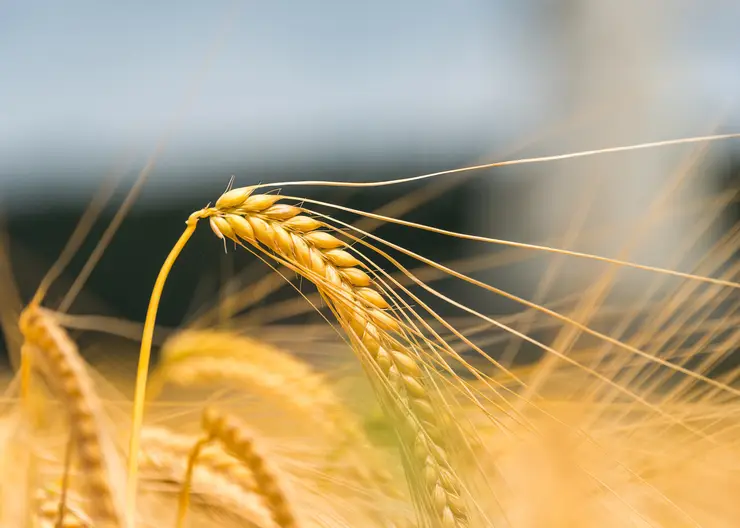 В Краснодарском крае 94 % пшеницы нового урожая отнесено к продовольственной