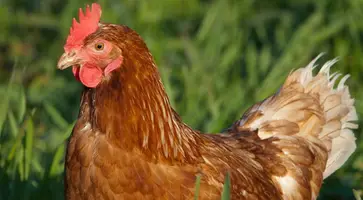 На птицефабрике КФХ «Наконечное» идет реализация 60-суточных цыплят Ламан Браун