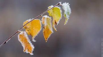 В конце недели на Кубани в отдельных районах ожидается до 8°C мороза