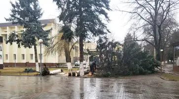 Сильный ветер повалил ель возле Дома культуры Кропоткина
