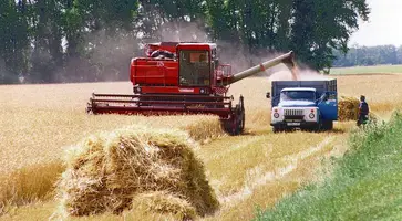 Уборочная страда озимой пшеницы в районе движется с большим трудом: дожди мешают хлеборобам задать нужный темп