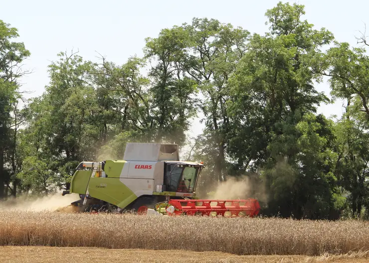 На сельхозполях Мирского механизаторы приступили к обмолоту пшеницы