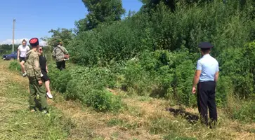 Полицейские и представители казачества провели совместные рейды поуничтожениюдикорастущей конопли