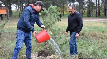 В сосновом бору Кропоткина высажены сосны