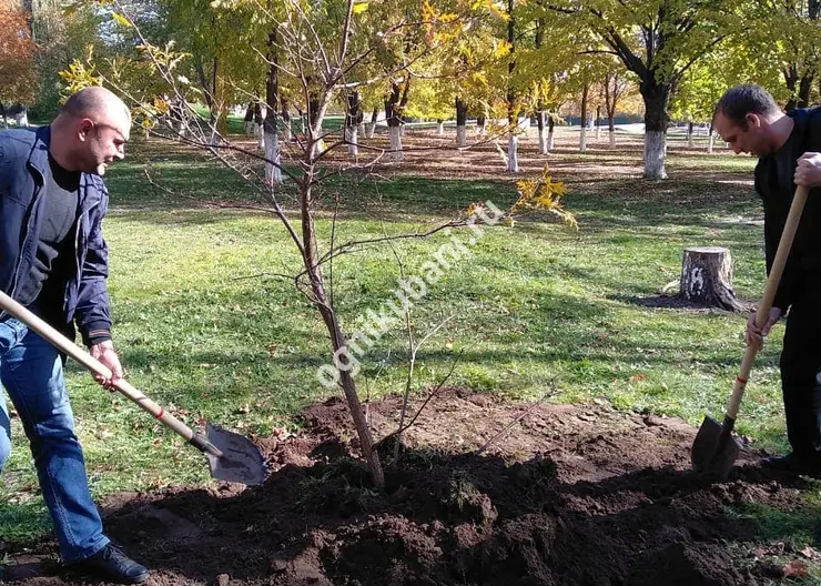 В парке 30 - летия Победы города Кропоткина заложили дубовую аллею