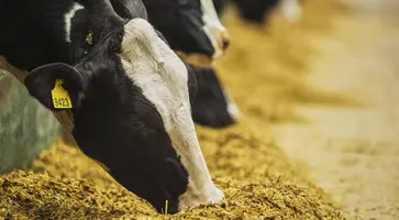 Животноводы ООО СХП «Дмитриевское» заготавливают сочный корм для крупнорогатого скота