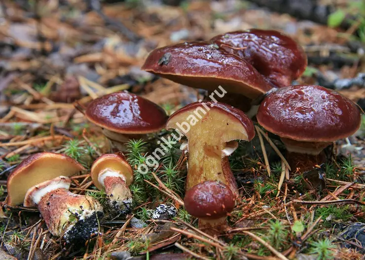 Любители лесных грибов с сожалением расстались с небывало щедрым сезоном