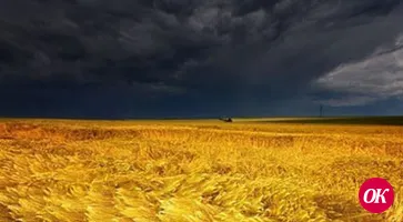 Уборка с дождями и… со слезами