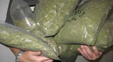 http://www.ognikuban.tw1.ru/wp-content/uploads/2017/10/marihuana333777