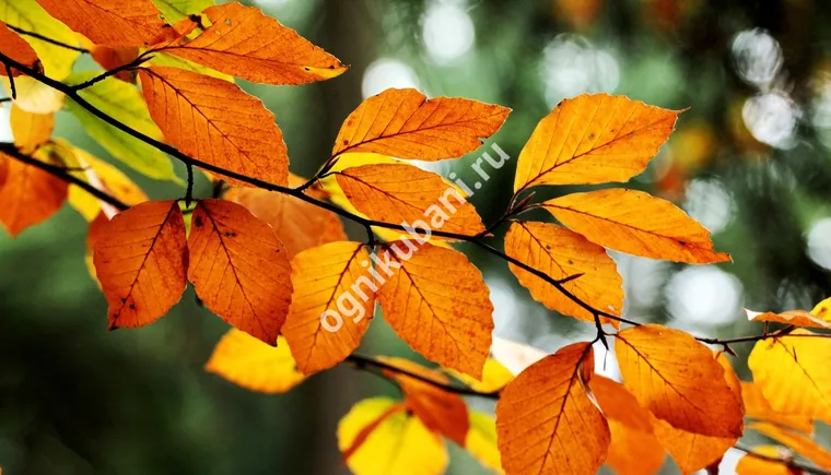 https://ognikubani.ru/wp-content/uploads/2019/11/fonstola.ru-149101