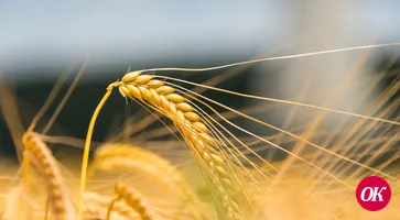 В Краснодарском крае 94 % пшеницы нового урожая отнесено к продовольственной