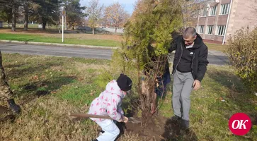 В станице Темижбекской на площади у Дома культуры высадили еще 15 туй.